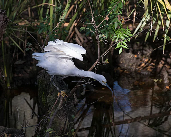 Snowy Egret Close Προβολή Προφίλ Στέκεται Στο Κλαδί Αφράτα Φτερά — Φωτογραφία Αρχείου