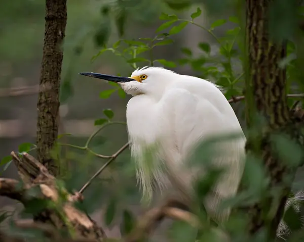 Snowy Egret Zbliżenie Profil Widok Stojący Gałęzi Jego Puszyste Skrzydła — Zdjęcie stockowe