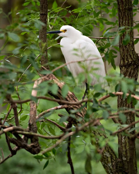 Snowy Egret Zbliżenie Profil Widok Stojący Gałęzi Jego Puszyste Skrzydła — Zdjęcie stockowe