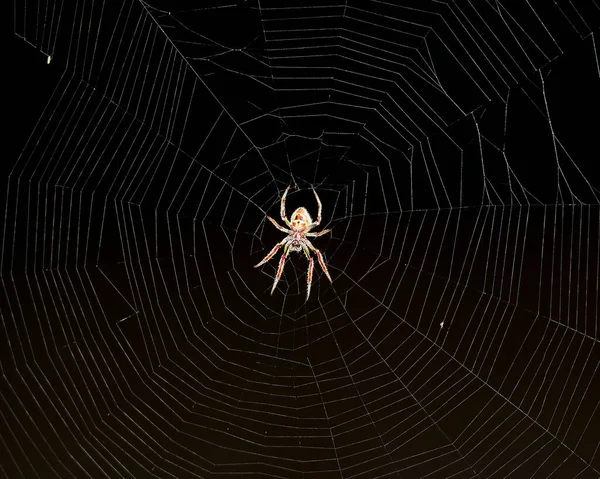 Павук Павутині Чорним Тлом — стокове фото