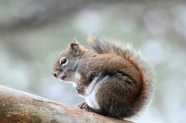 Écureuil Animal Gros Plan Vue Profil Assis Sur Une Branche — Photo