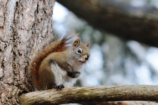 Eichhörnchen Tier Nahaufnahme Profil Ansicht Sitzt Auf Einem Ast Mit — Stockfoto