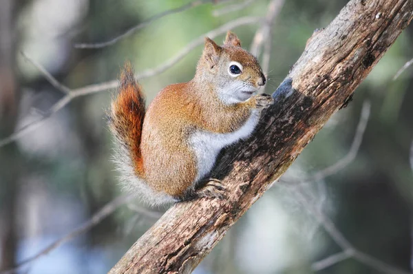 Squirrel animal close-up profile view sitting on a branch with blur background its surrounding and environment.