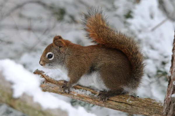 Eichhörnchen Tier Nahaufnahme Profil Ansicht Sitzt Auf Einem Ast Mit — Stockfoto