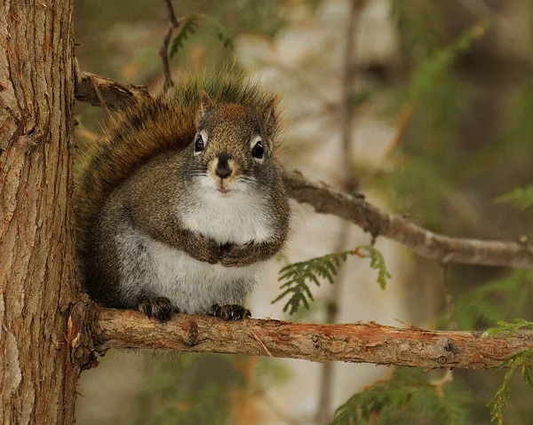 Eichhörnchen Tier Nahaufnahme Profil Ansicht Sitzt Auf Einem Ast Mit — Stockfoto