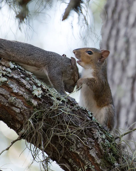 リス夫婦は周囲と環境の木の上で交尾 — ストック写真