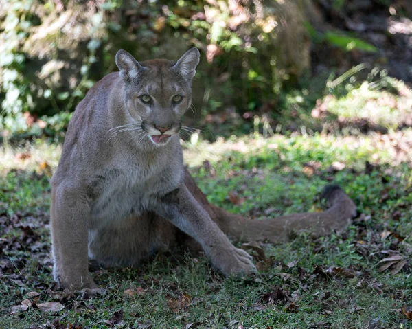 Florida panther Stock Photos, Royalty Free Florida panther Images | Depositphotos Florida panther Stock Photos, Royalty Free Florida panther Images | Depositphotos