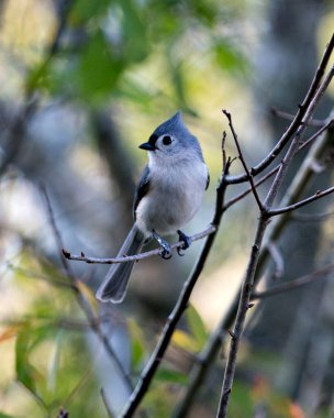 Titmouse kuşunun yakın plan profil görüntüsü çevresindeki bokeh arkaplanı ve çevresindeki bir dala tünemiş.