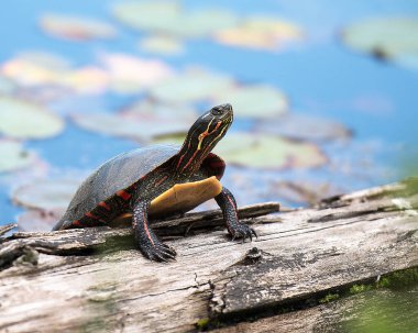 Havuzdaki bir kütüğe boyanmış kaplumbağa. Kaplumbağa kabuğu, başı, pençeleri çevrede ve etrafını saran nilüferler..    