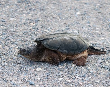 Kaplumbağa kabuğu, başı, gözü, burnu, ağzı, pençeleri, kuyruğu, çevresindeki çakılların üzerinde yürüyen ve etrafını bulanık bir arka planla çevreleyen kaplumbağayı kaplıyor..