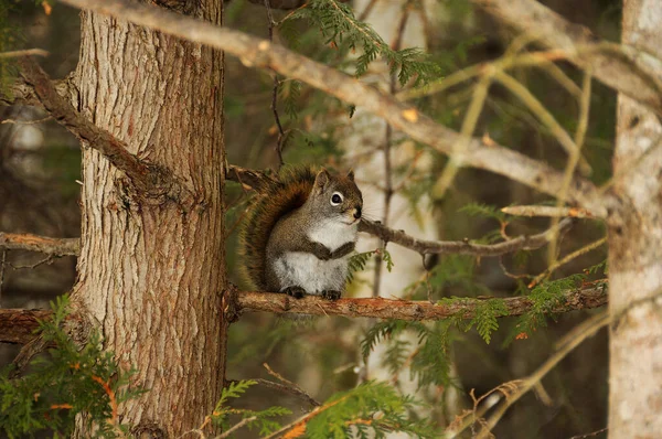 Scoiattolo Animale Close Profilo Vista Nella Foresta Seduto Albero Ramo — Foto Stock