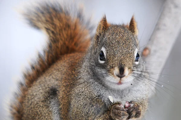 Vue Profil Rapprochée Écureuil Regardant Caméra Appréciant Son Environnement Ses — Photo