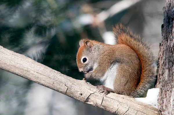 Squirrel Sitting Branch Resting Tree Branch Its Surrounding Environment Blur — Stock Photo, Image