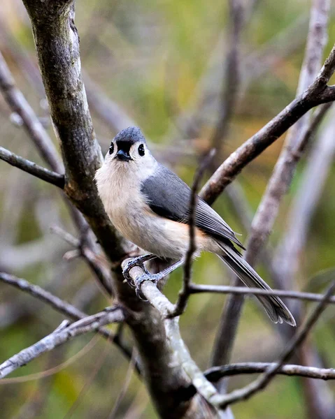 Titmouse Bird Close Profile View Perched Branch Bokeh Background Its — Stock Photo, Image