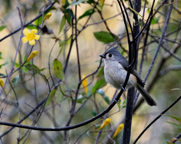 Titmouse Oiseau Vue Profil Gros Plan Perché Sur Une Branche — Photo