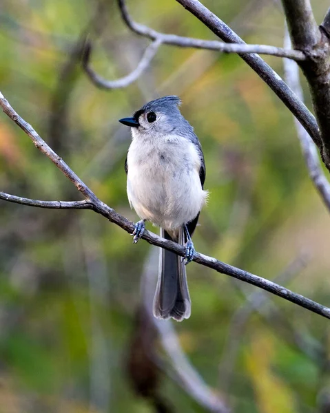 Titmouse Madár Közelkép Profil Nézet Ültetett Ágon Bokeh Háttér Környezetében — Stock Fotó