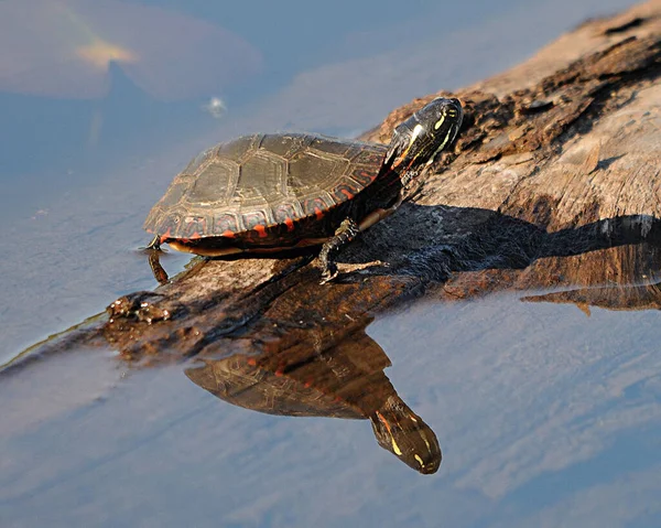 Painted turtle on a log in the pond with the turtle reflecion in the water and  background water displaying its turtle shell, head, paws, tail in its environment and surrounding.