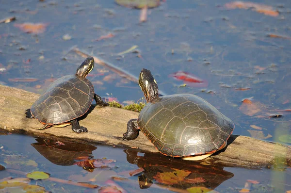 Painted turtles on a log in the pond with lily pads with a reflection of the turtles in the water in their environment and surrounding.