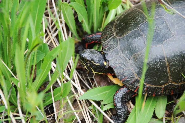 Bemalte Schildkröte Nahaufnahme Profil Ansicht Auf Laub Und Stroh Seiner — Stockfoto