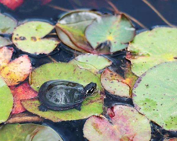 Schilderde Schildpad Baby Zittend Een Lelie Pad Vijver Zijn Omgeving — Stockfoto