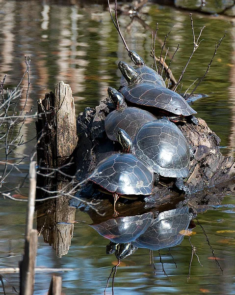 Painted turtle colony turtles on log in the pond in its surrounding and environment displaying its shell, head, eye, paws.