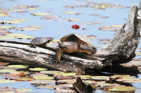 Turtle painted on a log with a snapping turtle on the pond with lily pads in their surrounding and environment.