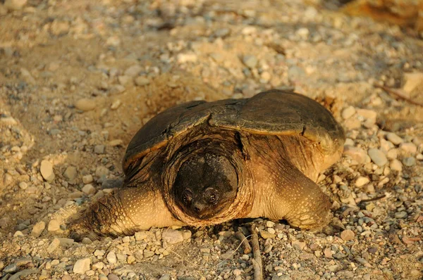 Tortue Serpentine Dans Fond Gravier Premier Plan Dans Son Environnement — Photo