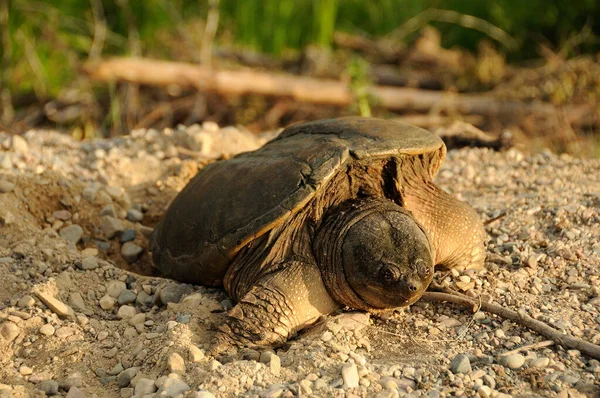 Snaps Sköldpadda Gör Ett Hål För Att Kläcka Sköldpaddan Ägg — Stockfoto