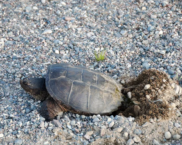 Snapping turtle digging hole for eggs hatching, displaying its turtle shell, head, eye, nose, paws, gravel,  in its environment and surrounding.