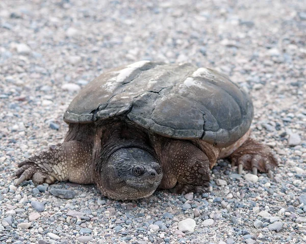 Bryta Sköldpadda Vid Dammen Visar Sin Sköldpadda Skal Huvud Öga — Stockfoto