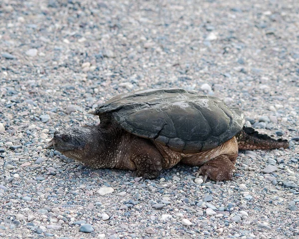 Snapping turtle by the pond displaying its turtle shell, head, eye, nose, mouth, paws, tail, walking on gravel  in its environment and surrounding with a blur background.