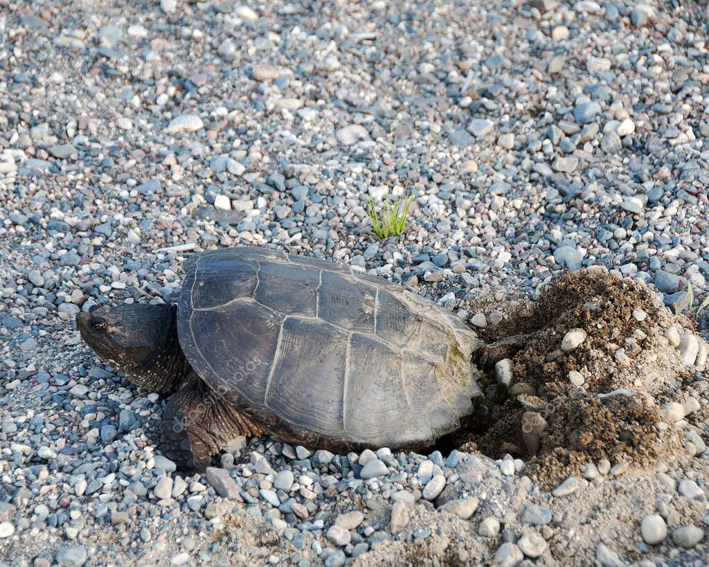 Agujero para cavar tortugas para incubar huevos, mostrando su caparazón