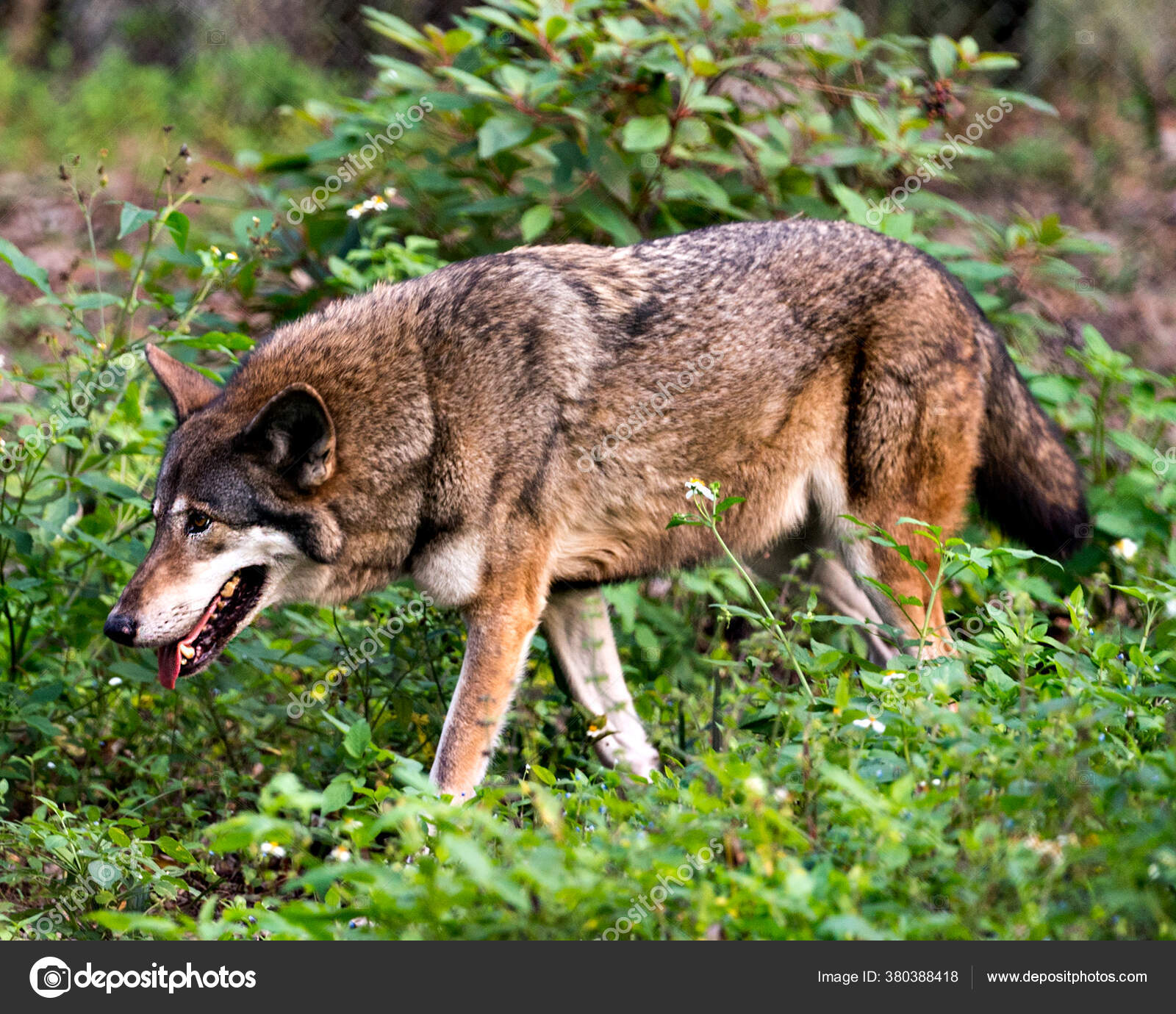 울프는 환경에서 보이는 과푸른 잎으로 먹이를 모습을 자세히 수있다 울프는 — 스톡 사진 © RejeanAline #380388418, image size:1600x1380