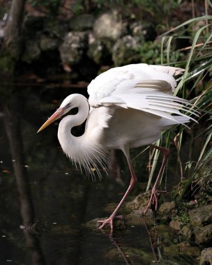 Beyaz balıkçıl kuşu, yapraklı arka planda bir kayanın üzerinde duruyor, açık kanatları, beyaz tüyleri, başı, uzun boynu, gagası, çevresindeki uzun bacakları ve çevresini gösteriyor..