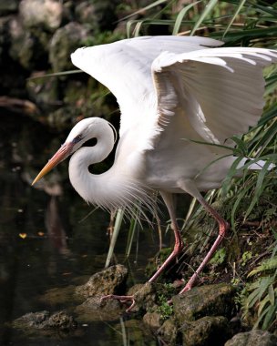 Beyaz balıkçıl kuşu, yapraklı arka planda bir kayanın üzerinde duruyor, açık kanatları, beyaz tüyleri, başı, uzun boynu, gagası, çevresindeki uzun bacakları ve çevresini gösteriyor..