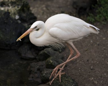 Beyaz balıkçıl kuşu, gagasında küçük bir balıkla yakından profil görüntüsü, beyaz tüyler, gövde, kafa, göz, gaga, uzun boyun, çevresindeki yeşillik arka planı ve çevresini gösteriyor..