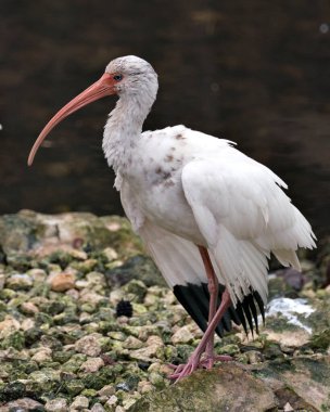 Beyaz Ibis kuşunun yakından profil görüntüsü su kıyısında açık kanatlar, beyaz tüyler tüyler, gövde, kafa, göz, gaga, çevresindeki ve çevresindeki uzun boynu gösterir..