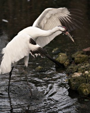 Yosun kayaları ve çevresindeki siyah kontrastlı arka planla suda duran kanatları ile Crane 'in sesini yükseltmek. Kanatları esnet. Nesli tükenmekte olan türler. Nesli tükenmekte olan kuş. Crane 'in stok fotoğrafları.. 