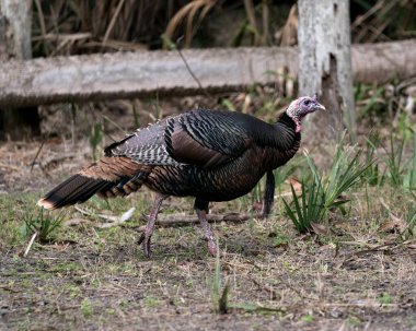 Çevresindeki yabani hindinin yakından görünüşü ve gövdesini çevreleyen kuyruk tüyleri, başı, gagası, bacakları, kuyruğu, yeşillik arkaplan tüyleri..