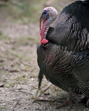 Vahşi hindi çevresinin tadını çıkarıyor ve vücudunu, başını, gagasını, bacaklarını, kuyruğunu, tüylerini ortaya çıkarıyor..