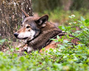 Wolf Red Wolf, çevresindeki ve çevresindeki bulanık arka plan ve yeşilliklerle yakın plan profil görüntüsüne sahip. Kurt nesli tükenmekte olan türler. Kurt kafası yakın plan. Wolf stok fotoğrafları. Kurt portresi. 
