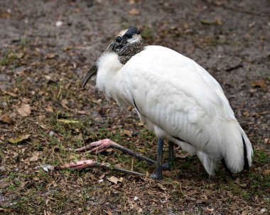 Tahta leylek kuşu bacaklarının üzerinde dinleniyor ve vücudunu, başını, gözünü, gagasını, boynunu, çevresindeki beyaz tüylerini ve çevresini ortaya çıkarıyor..