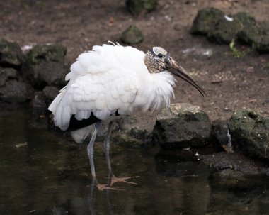Ahşap leylek kuşu başı yakın plan profil görüntüsü baş, göz, gaga, uzun boyun, beyaz ve siyah tüyler ve çevresini gösteren bulanık bir arka plan.