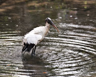 Ahşap leylek kuşu vücudunu, başını, gagasını, gözünü, tüyünü, siyah ve beyaz rengini, çevresini ve çevresini çevreleyen yaprakların güzel bir bokeh arka planına sahip olarak gösterir..