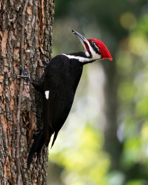 Ağaçkakan kuşu gövdesini gösteren bir ağaca tünemiş. Tüyleri kendi ortamında ve ormanın içinde bokeh bir arka planda..