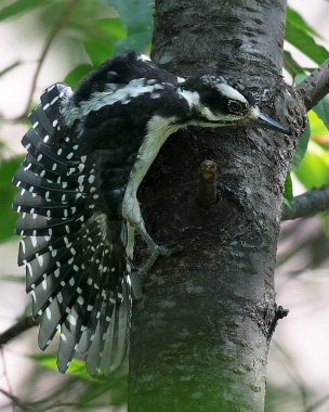 Ağaçkakan kuşu, bir ağacın gövdesine tünemiş kanatları açık siyah ve beyaz tüylerini ortamına serer ve bulanık bir arka planla ormanda çevresini sarar. Kanatlarını aç.