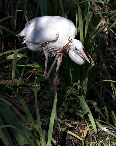 White Reiher Vogel Nahaufnahme Profil Ansicht Sonnt Sich Sonnenlicht Kratzenden — Stockfoto
