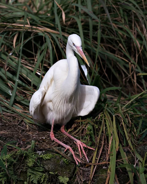 White Heron Vista Perfil Primer Plano Pájaro Descansando Con Fondo —  Fotos de Stock