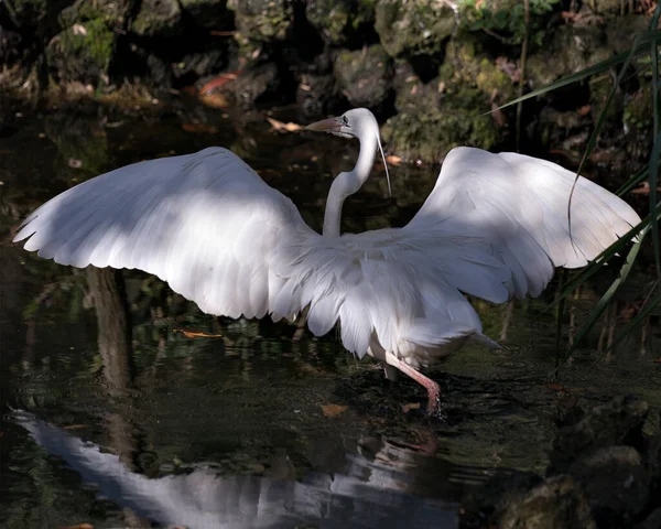 Vue Profil Rapprochée Oiseau Héron Blanc Dans Eau Avec Ses — Photo