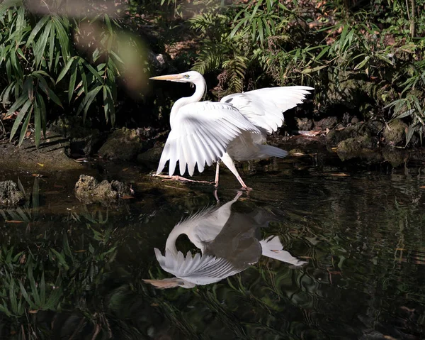 Pasărea Albă Heron Vedere Aproape Apă Aripile Sale Răspândite Reflecție — Fotografie, imagine de stoc